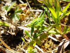 Poecilimon intermedius