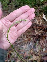 Microlaena stipoides