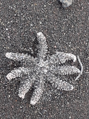 Coscinasterias tenuispina