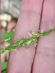 Microlaena stipoides