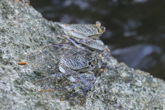 Grapsus albolineatus