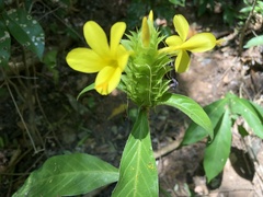 Barleria oenotheroides
