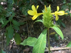 Barleria oenotheroides