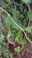Aristolochia baetica