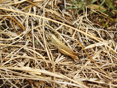 Euchorthippus pulvinatus