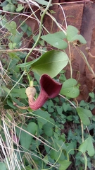 Aristolochia baetica