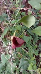 Aristolochia baetica