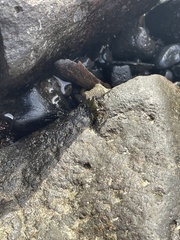 Metopograpsus thukuhar