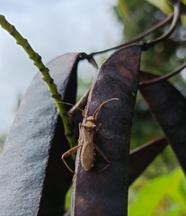Coreoidea