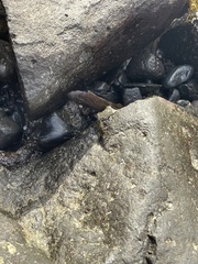 Metopograpsus thukuhar