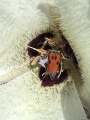 Anastrangalia laetifica