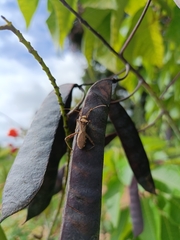 Coreoidea