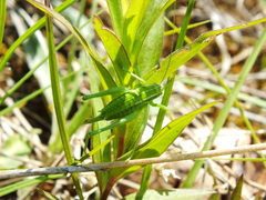Poecilimon intermedius