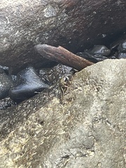 Metopograpsus thukuhar