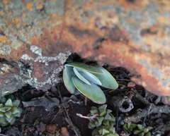 Kalanchoe thyrsiflora