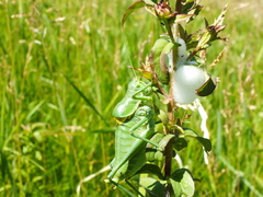 Polysarcus denticauda