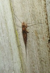 Nesomachilis
