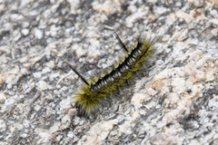Lophocampa mixta