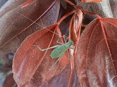 Insecta