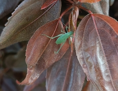 Insecta