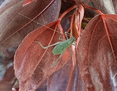 Insecta
