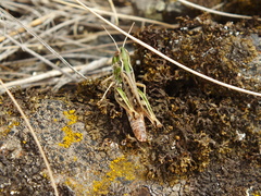 Stenobothrus eurasius