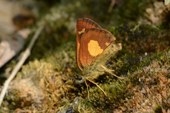 Dalla cypselus