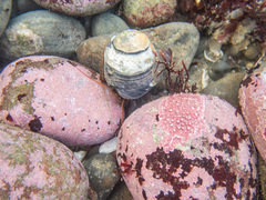 Pagurus granosimanus