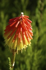 Kniphofia