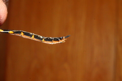 Corduliidae