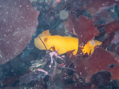 Doriopsilla fulva