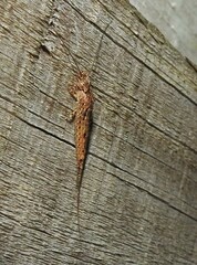 Nesomachilis