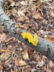 Tremella mesenterica
