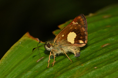 Dalla mesoxantha
