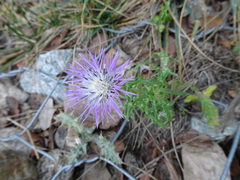 Galactites tomentosus