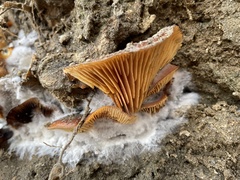 Flammulina velutipes