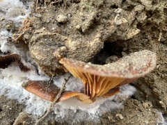 Flammulina velutipes
