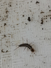 Nebriinae