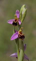 Ophrys apifera apifera