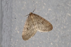 Operophtera