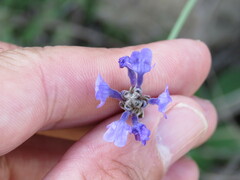 Lavandula multifida