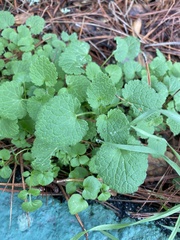 Lamium