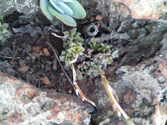 Anacampseros subnuda