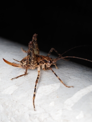 Pleioplectron hudsoni