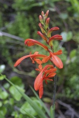 Chasmanthe aethiopica