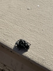 Phidippus audax
