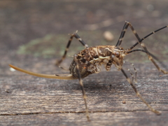 Macropathinae