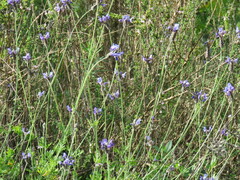 Lavandula multifida