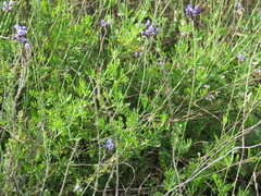 Lavandula multifida