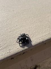 Phidippus audax